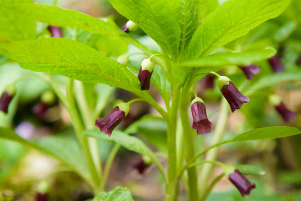 Wild poisonous forest flower of Mandrake with purple inflorescences. Dangerous and poisonous plants in the wild.