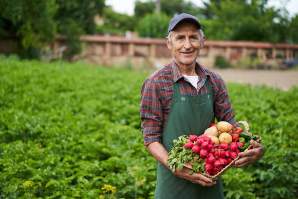 фермер держит корзину с овощами - senior adult gardening freshness recreational pursuit стоковые фото и изображения