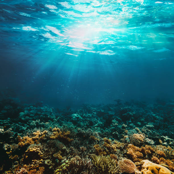 istock Underwater coral reef on the red sea 1130445977