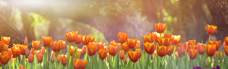 Multicolored tulips in the gardens of Chiang Rai, Thailand