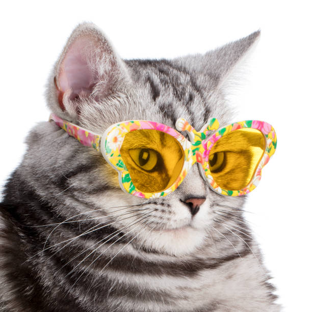 istock Pretty cat with sunglasses on a white background 1130446053
