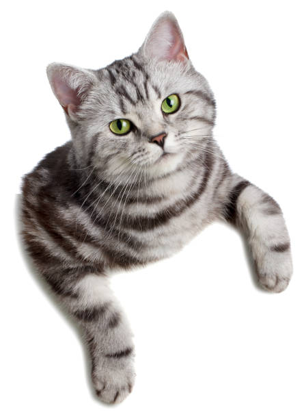 istock Pretty cat (british shorthair) over a white banner 1130447123