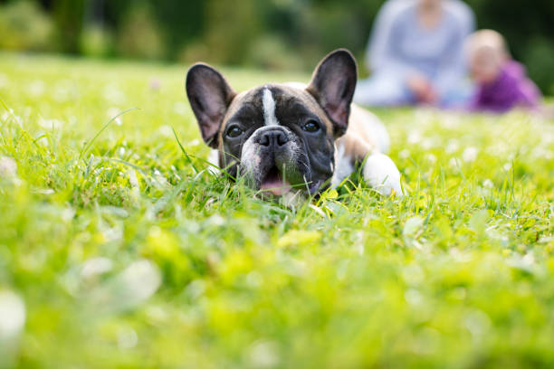 Baby French Bulldog