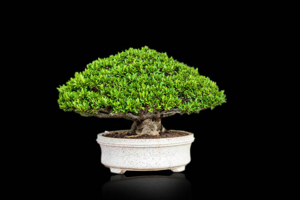 istock Bonsai in the question that is separated from the white background 1130447842