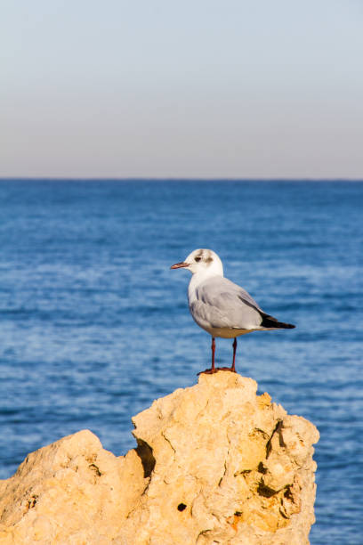 istock A seagull on a rock with the sea in the background 1130448512