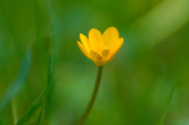istock Flower Ficaria verna was blurred in the backlight 1130449220