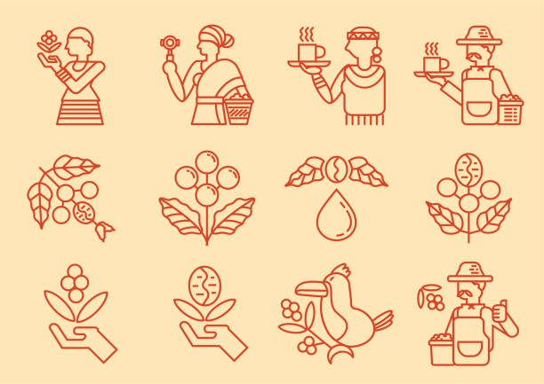 ilustrações de stock, clip art, desenhos animados e ícones de local coffee farmer line icon with coffee tree - tamper