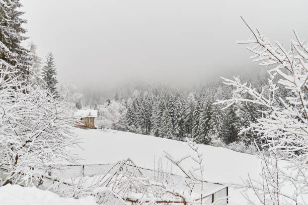 istock Cabin inside the forest of Italy 1130452470
