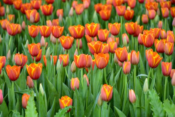 istock Multicolored tulips in the gardens . 1130453837