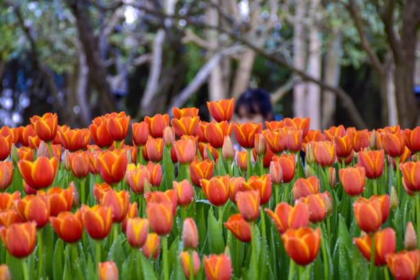wielobarwne tulipany w ogrodach . - 5895 zdjęcia i obrazy z banku zdjęć