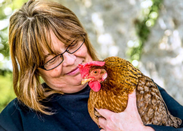 istock mature woman holding chicken 1130454112