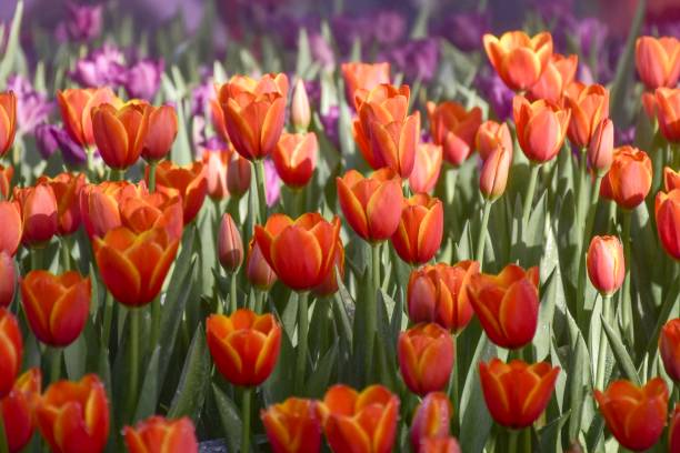 istock Multicolored tulips in the gardens. 1130455124