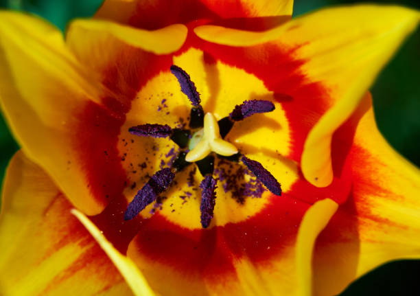 bright colorful tulip garden meadow