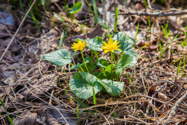 istock Group of Marsh Marigold (Caltha palustris) blooming in spring forest. 1130457822