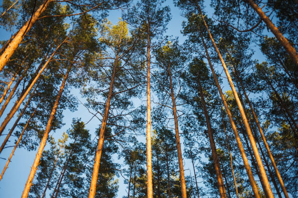 istock Spring sunny tall pines at sunset day 1130458628