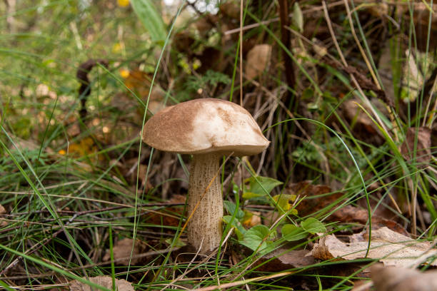 istock Forest mushroom brown cap boletus growing in a green moss. 1130458671