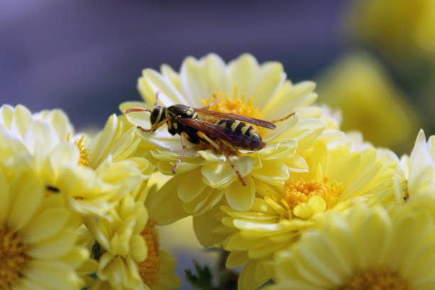 wasp on a yellow flower stock photo