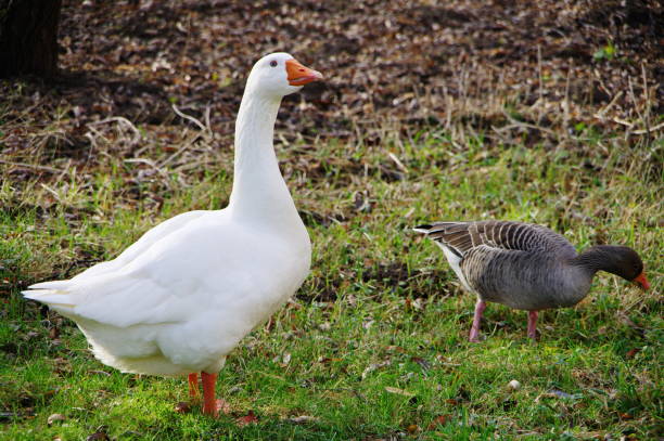 Bird Quite Duck Water - Free photo on Pixabay