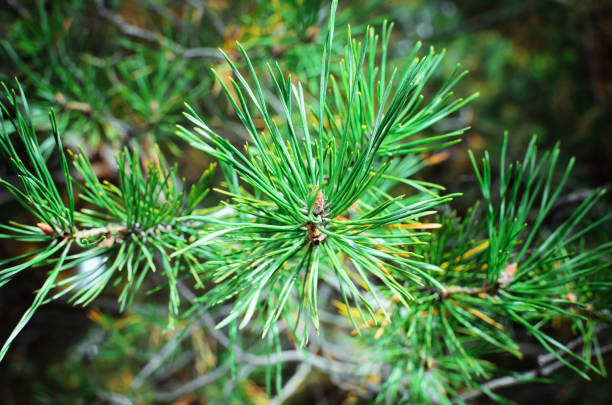 istock green fir tree or pine branches 1130462658