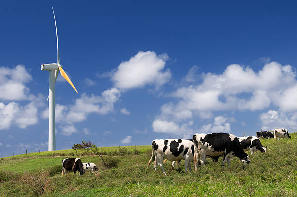 Cows on a green field and blue sky.