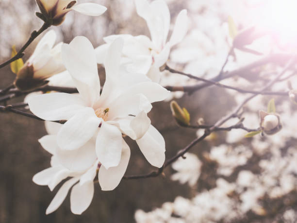 istock Magnolia flowers, muted colors, high key 1130463723