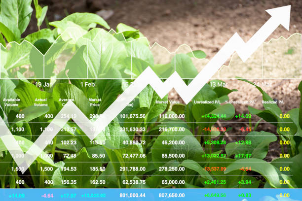 Stock financial index of successful investment on agriculture business and farming industry with graph and chart on city background. stock photo