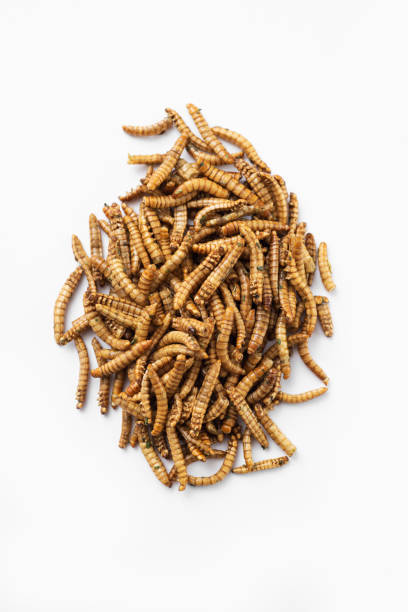 istock edible seasoned fried worms 1130464164