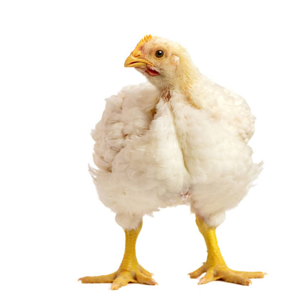 broiler chicken 21 days old isolated on white - broiler farm imagens e fotografias de stock
