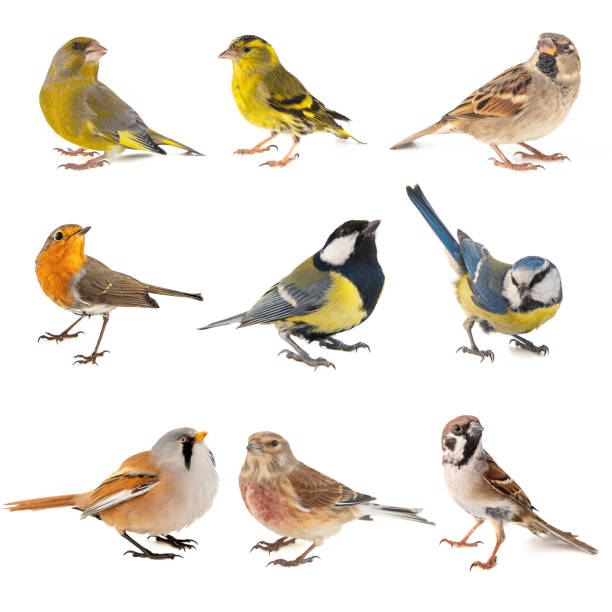 ensemble de petits oiseaux isolé sur fond blanc - tarins photos et images de collection