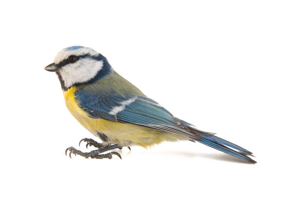 istock Blue tit, Cyanistes caeruleus, isolated on white background. 1130464754
