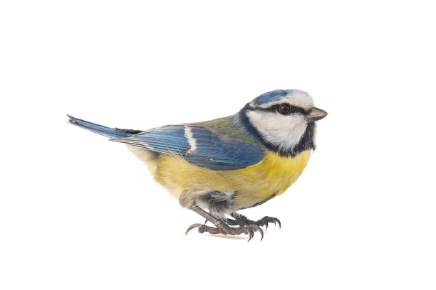 istock Blue tit, Cyanistes caeruleus, isolated on white background. 1130464756