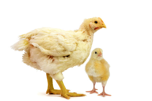 istock Two Broiler chicken 2 days and 21 days old isolated on white 1130464775