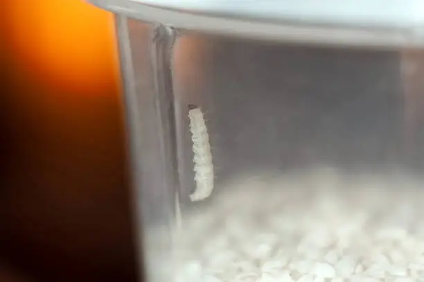 Caterpillar of mealmoth in a box with sesame