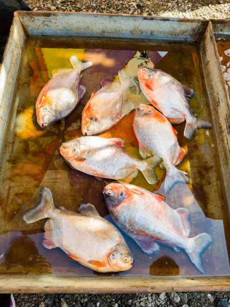 Fresh fish and seafood at the fish market Fresh fish and seafood at the fish market 鹹水魚 stock pictures, royalty-free photos & images