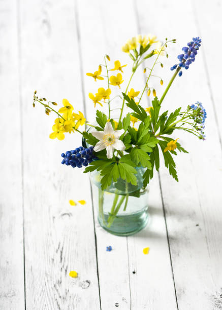 весной свежие дикие цветы древесного анемона, виноградных гиацинтов, миосотов и желтого бесплодного в стеклянной вазе. - yellow wood anemone стоковые фото и изображения