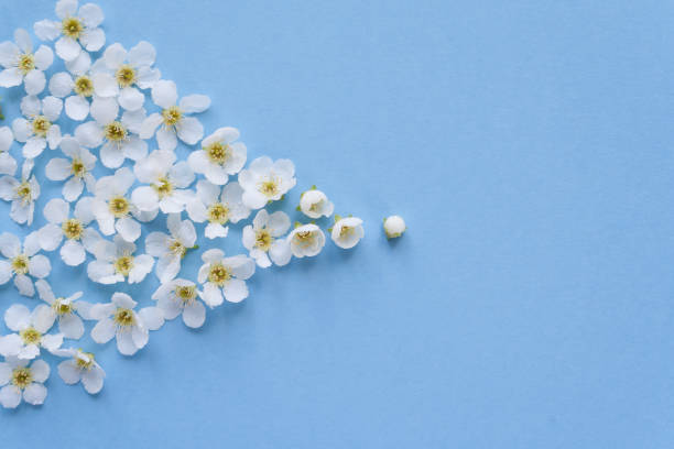 istock composition of small white flowers on a blue background 1130466127