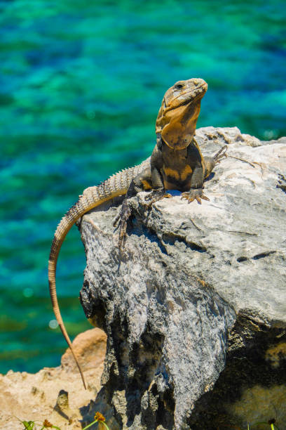 istock An iguana at Caribbean 1130466139