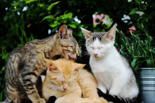 istock 3 cats enjoying the nature 1130466153