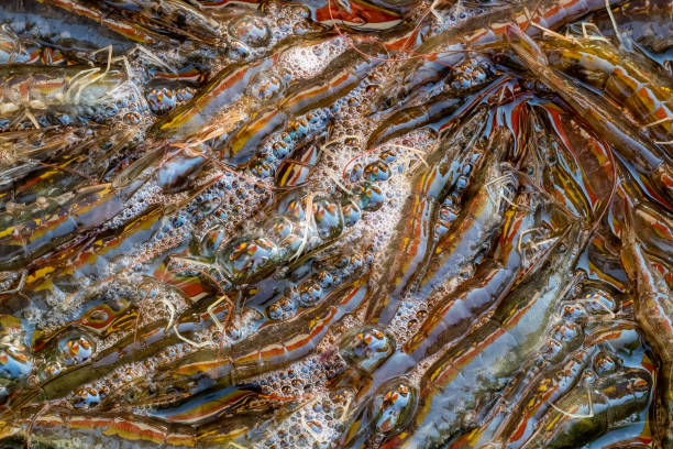 Fresh fish and seafood at the fish market Fresh fish and seafood at the fish market 鹹水魚 stock pictures, royalty-free photos & images