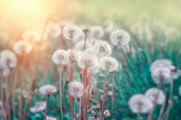 istock Dandelion, dandelion seeds, selective and soft focus on dandelion seeds 1130466551