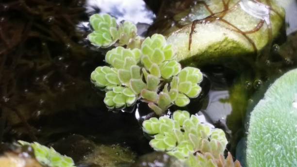 istock Beautiful water plants in the river 1130466676