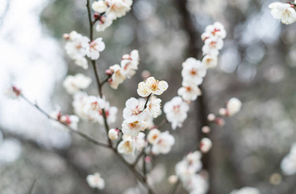 istock Spring plum blossoms are in full bloom 1130467811