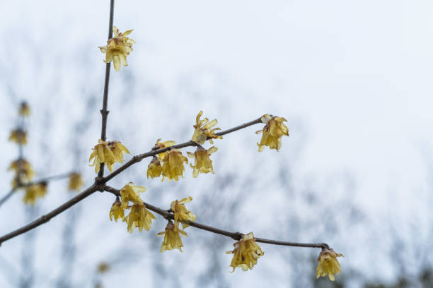 istock Spring plum blossoms are in full bloom 1130467897