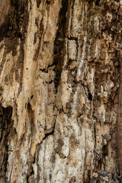 Old wooden bark background stock photo