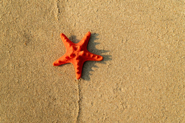 Orange beautiful Starfish on smooth sand stock photo