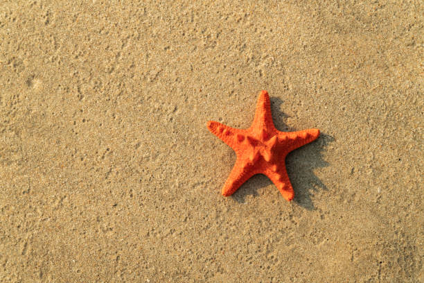 Orange starfish on brown sand stock photo