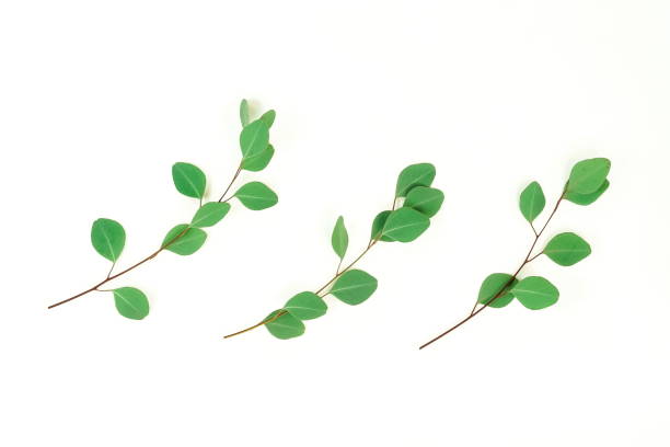 istock green eucalyptus branches herbs, leaves,  plants on white background top view. copy space. flat lay 1130468241