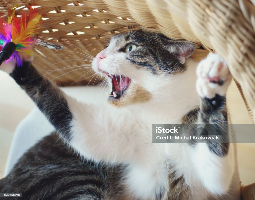 Cat having fun catching his toy with great commitment. Domesticated cat catching a toy. Looking like a predator. Domestic Cat Stock Photo