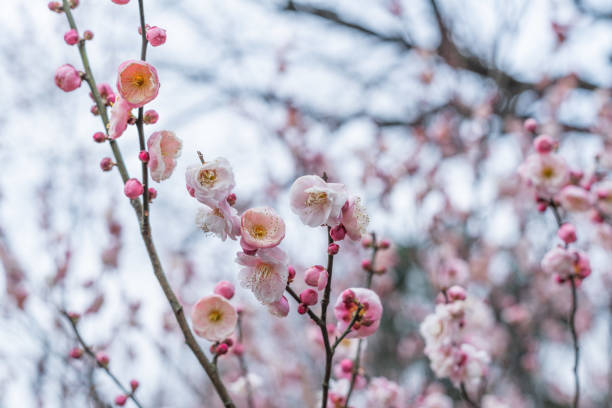 istock Spring plum blossoms are in full bloom 1130468843