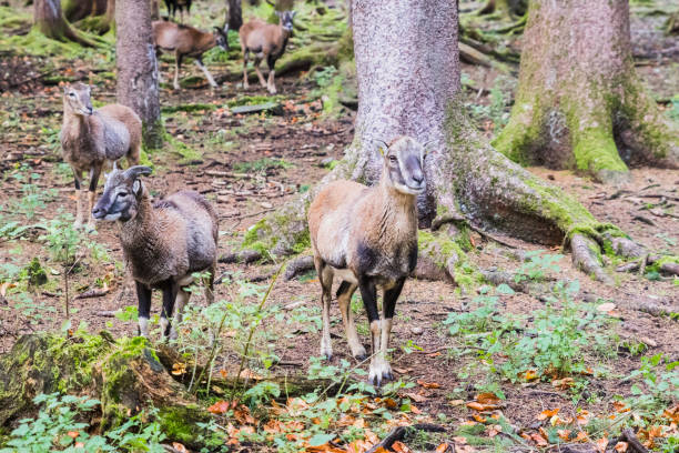 istock male muflon in the forest 1130468888
